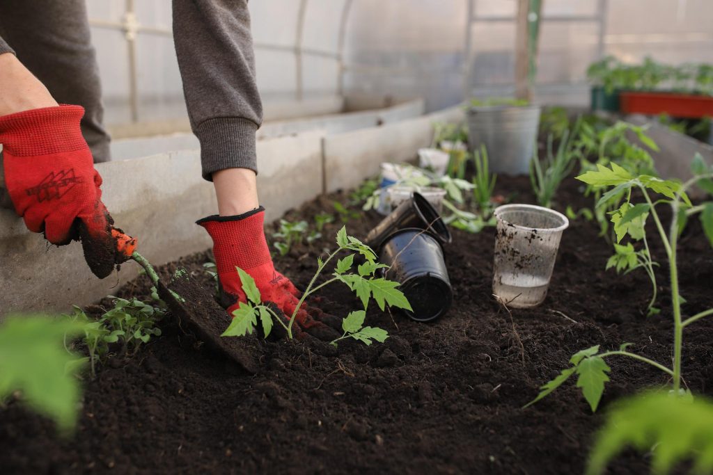 Gärtner mit roten Handschuhen und kleiner Schaufel arbeitet im Garten am Beet.